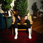 Load image into Gallery viewer, Person sitting in a chair holding a potted tree in a room with a red rug and wooden floor.